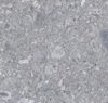 Planchers 1867 (564805060R) color