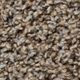 Broadloom Carpet Sp926 #11 12' x 135'