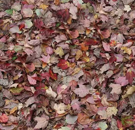 Flotex en rouleau Vision Autumn Leaves - Red 79" x 98.4'
