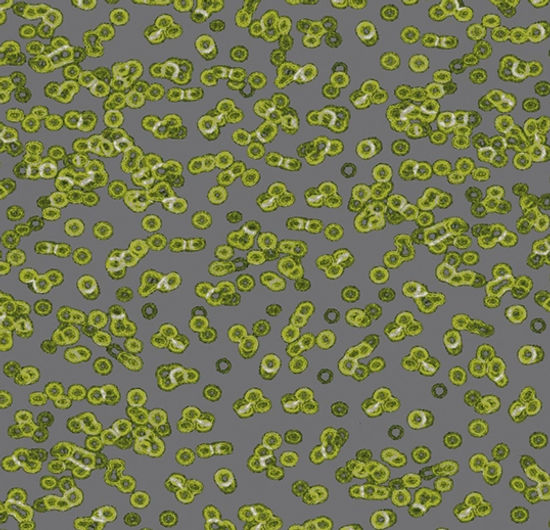 Flotex en rouleau Vision #990302 Bacteria 79" x 98.4'