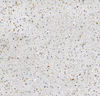 Planchers 1867 (566556040R) color